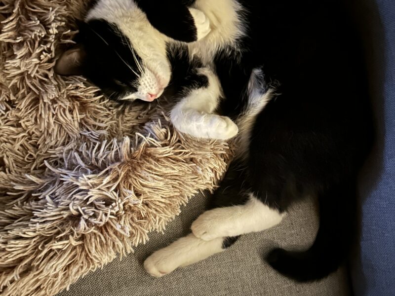 Zaginęła kotka Flafi !