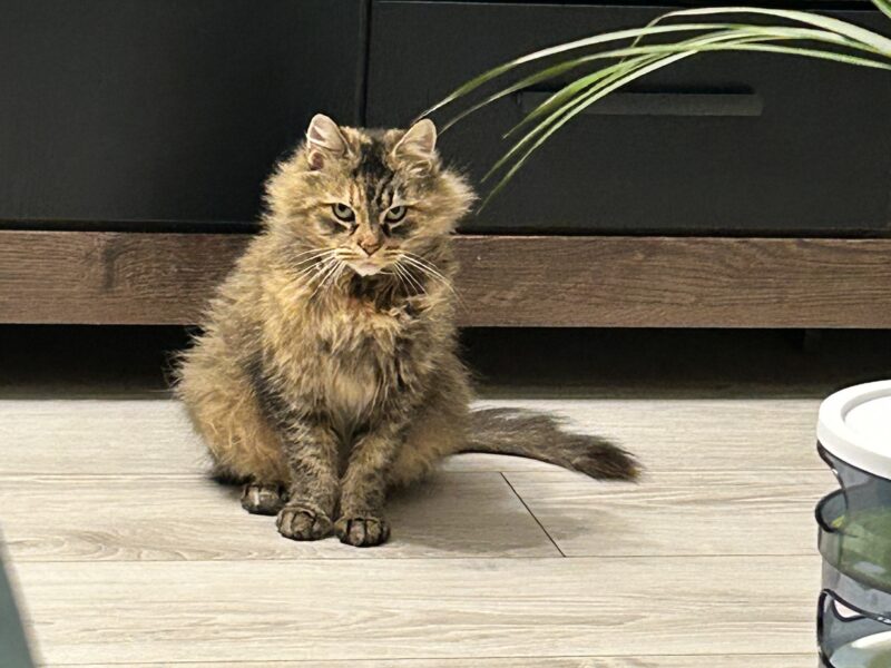 Zaginęła kotka Artemisia vel Misia