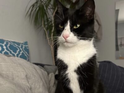 Zaginęła kotka Flafi !