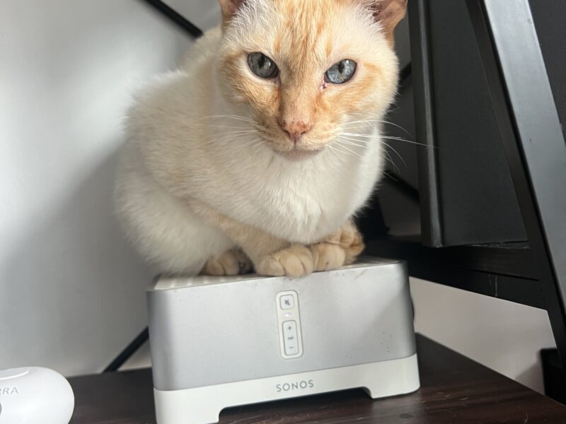 Zaginął biały kotek na Kamiennej Górze w Gdyni