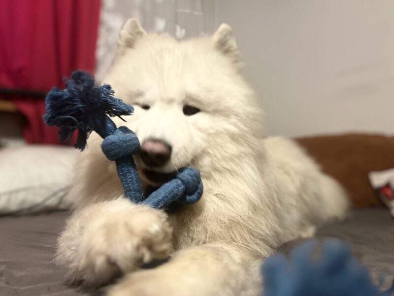 Zaginął pies rasy Samojed