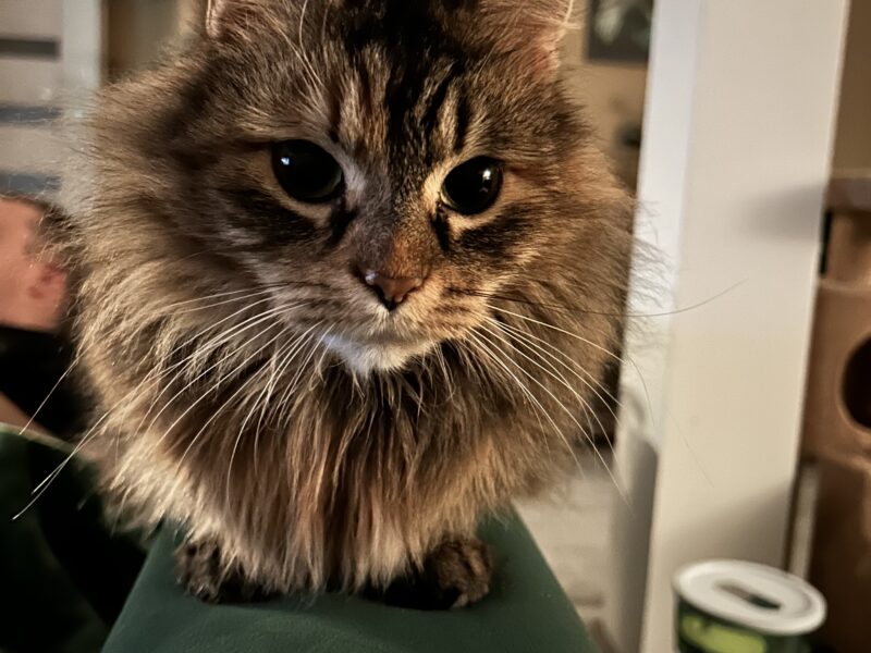 Zaginęła kotka Artemisia vel Misia