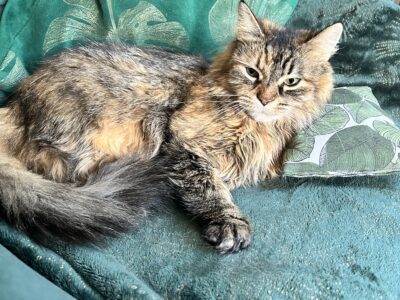 Zaginęła kotka Artemisia vel Misia