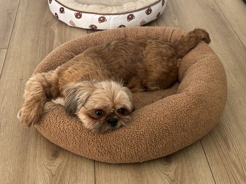 Zaginęła sunia Shih tzu