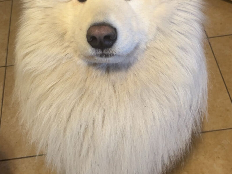 Zaginął pies rasy Samojed