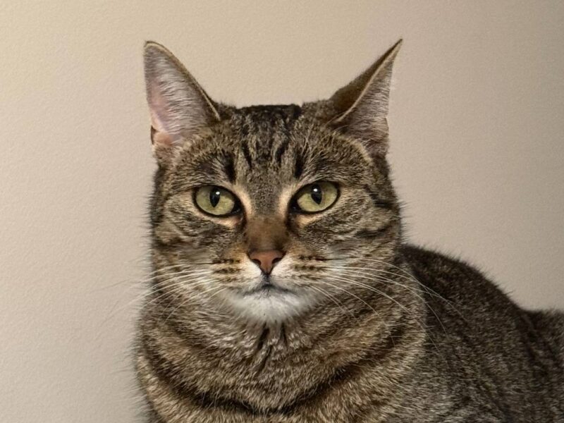 Zaginęła Kotka Kleo