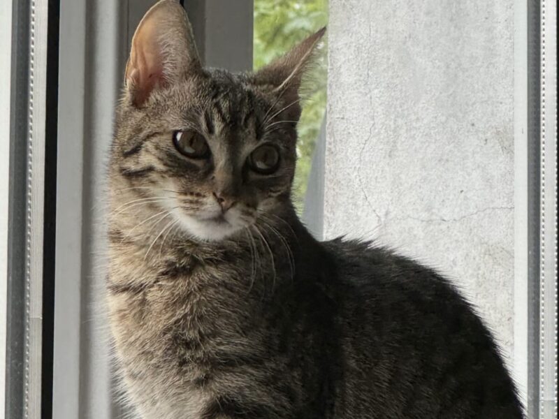 Zaginęła Kotka Kleo