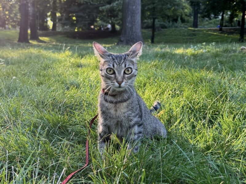 Zaginęła Kotka Kleo