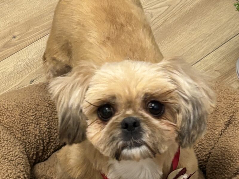 Zaginęła sunia Shih tzu