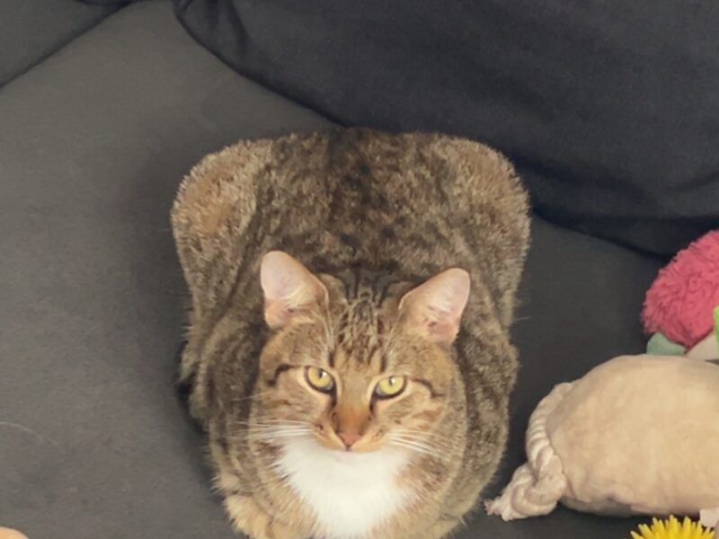 Zaginął kot Franek