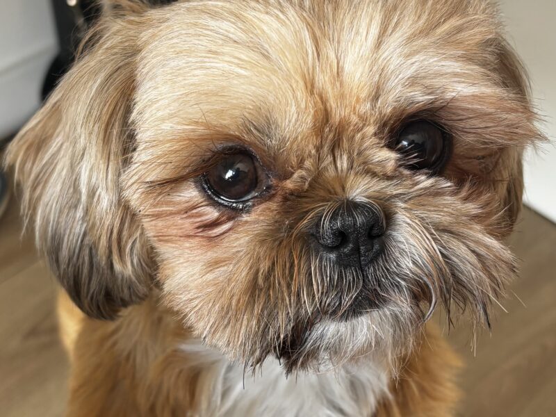 Zaginęła sunia Shih tzu