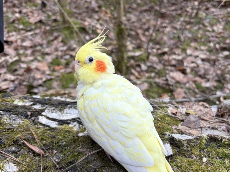 ZAGINĘŁA PAPUGA KUKUSIA