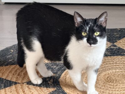 Zaginęła kotka Zora