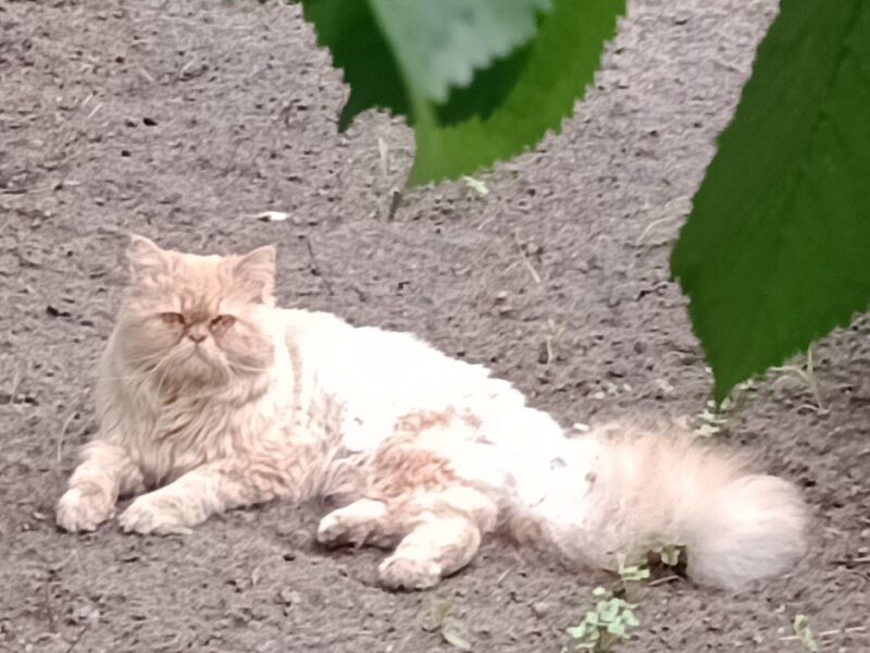 Zaginął Kot Miłek