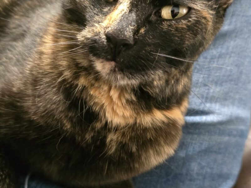 Zaginęła kotka Kika