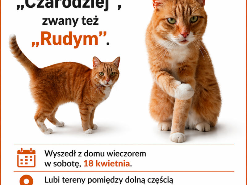 Zaginął rudy kot Gdańsk Strzyża
