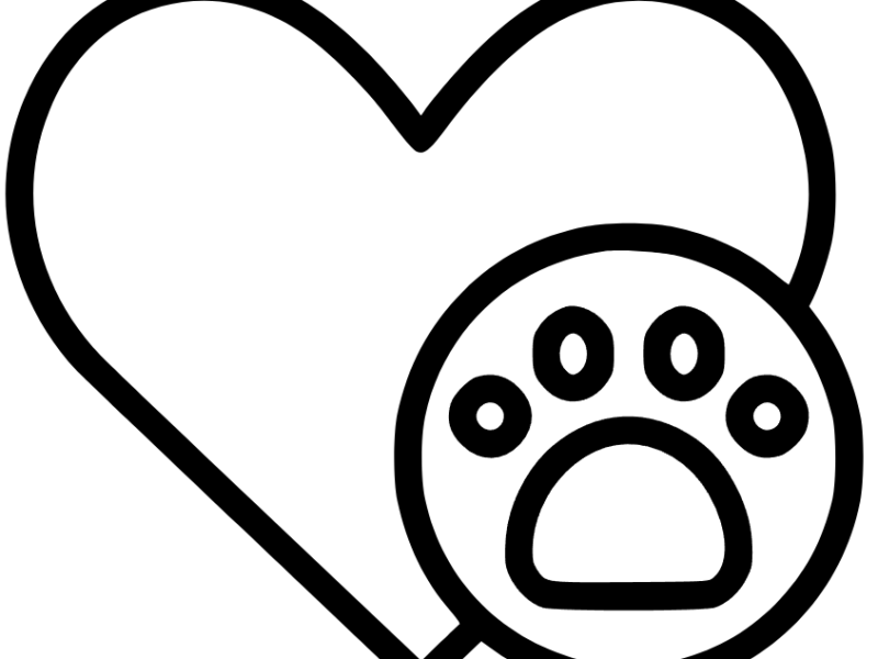 Zaginął Owczarek Australijski