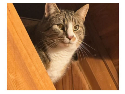 Zaginął kot Medytator