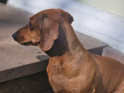 Zaginęła kilkuletnia Jamniczka