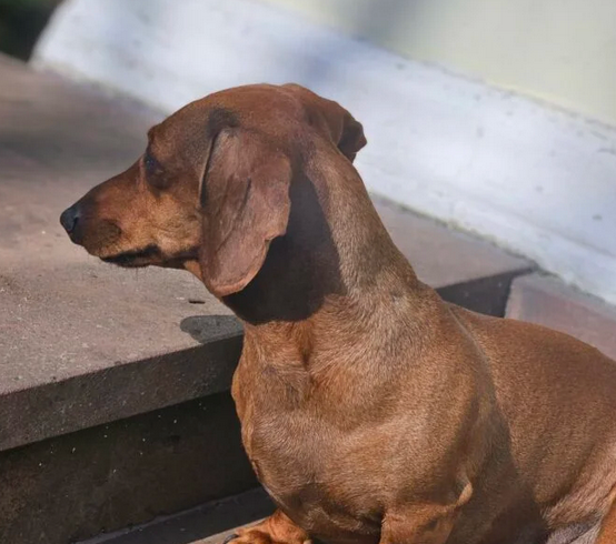 Zaginęła kilkuletnia Jamniczka