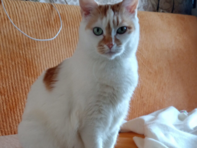 Zaginęła Kotka Klusia