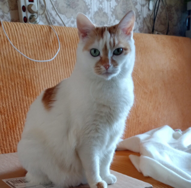 Zaginęła Kotka Klusia