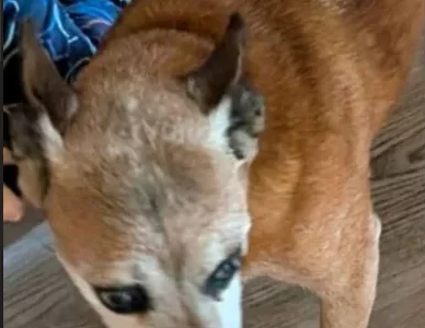 Zaginęła sunia Benia