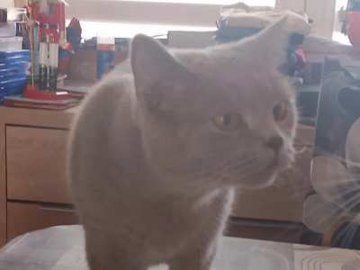 Zaginęła Kotka Molly