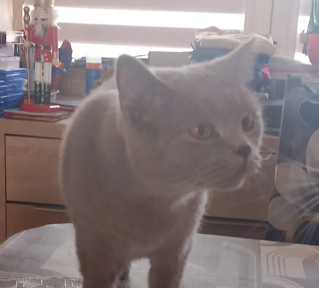 Zaginęła Kotka Molly