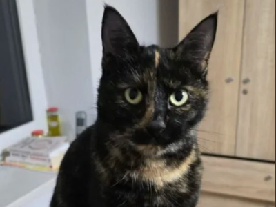 Zaginęła kotka Kika