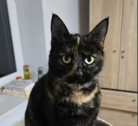 Zaginęła kotka Kika