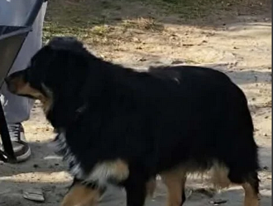 Poszukiwany pies Pixel