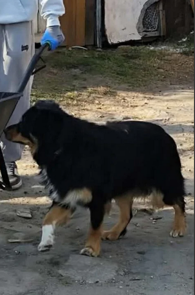 Poszukiwany pies Pixel