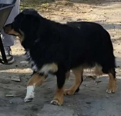 Poszukiwany pies Pixel