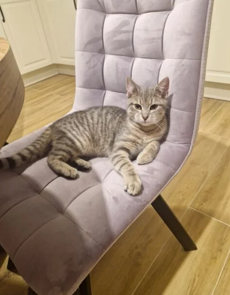 ZAGINĘŁA KOTKA ZOSIA 🐱