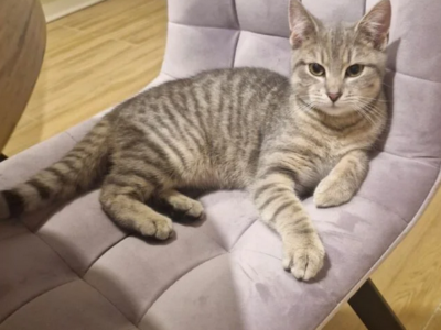 ZAGINĘŁA KOTKA ZOSIA 🐱