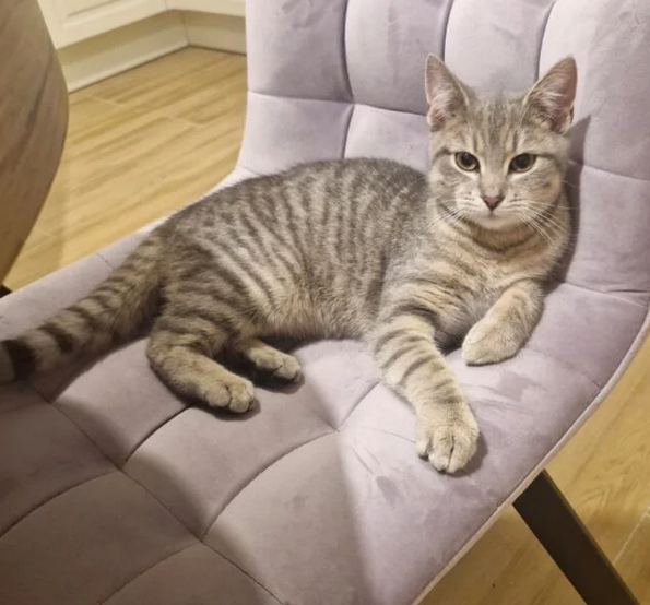 ZAGINĘŁA KOTKA ZOSIA 🐱