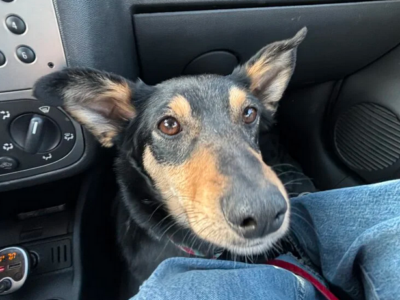 ZAGINĘŁA MŁODA SUCZKA WIKI