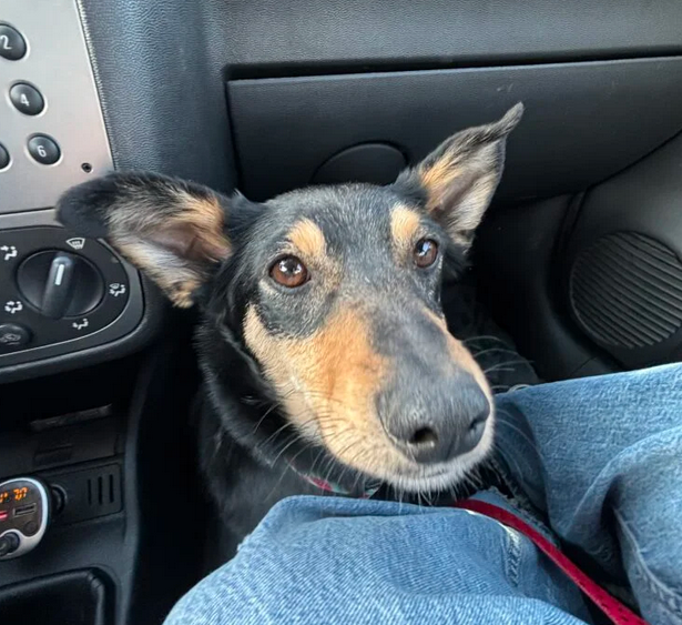 ZAGINĘŁA MŁODA SUCZKA WIKI