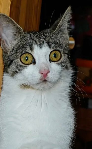 Zaginęła kotka Zuzia