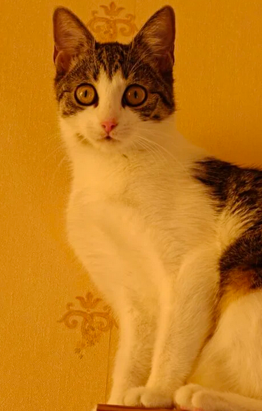 Zaginęła kotka Zuzia