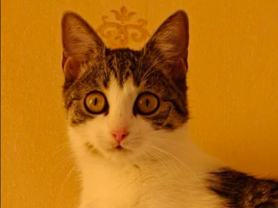 Zaginęła kotka Zuzia