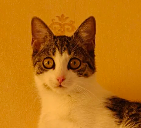 Zaginęła kotka Zuzia