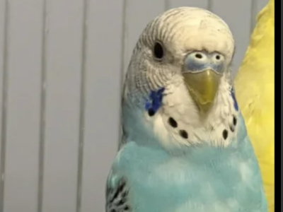 Zaginęła Papużka Falista