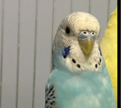 Zaginęła Papużka Falista