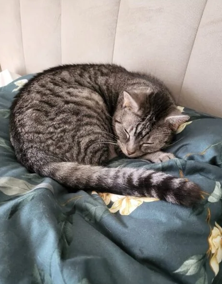 Zaginął kot Bourbon