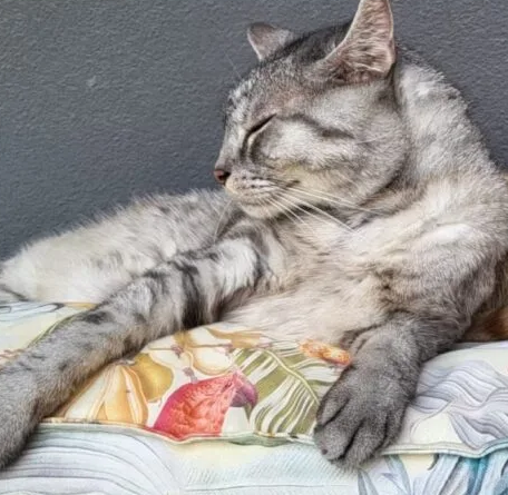 Zaginął kot Bourbon