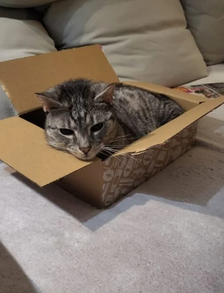 Zaginął kot Bourbon