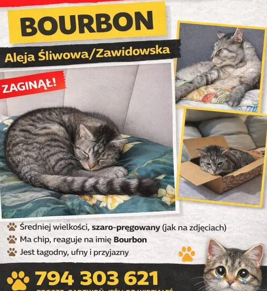 Zaginął kot Bourbon