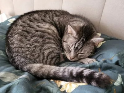 Zaginął kot Bourbon